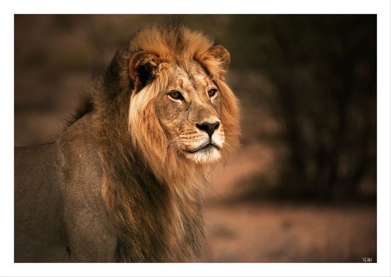 DE259 Wall décor art photographic on canvas wildlife male lion